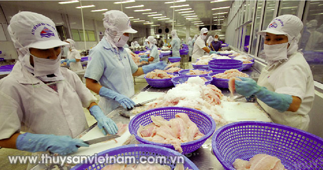 Dự báo xuất khẩu cá tra Việt Nam tiếp tục tăng   Ảnh: Lê Hoàng Vũ
